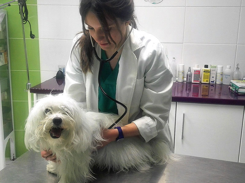 Veterinario medicina general Barcelona veterinario-medicina-general-barcelona