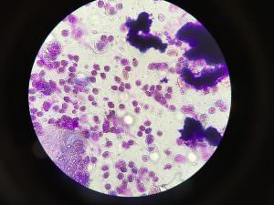 pododermatitis-en-canarios-veterinario-exoticos-barcelona pododermatitis-en-canarios-veterinario-exoticos-barcelona