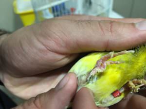 pododermatitis-en-canarios-veterinario-exoticos-barcelona pododermatitis-en-canarios-veterinario-exoticos-barcelona