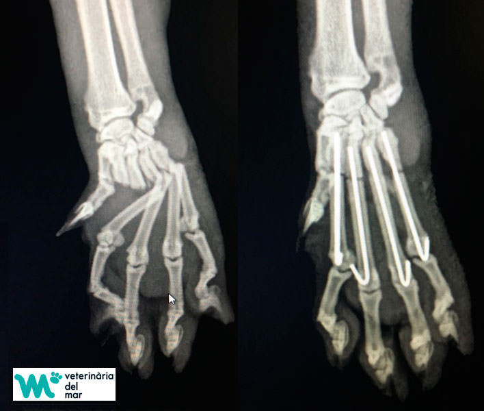 Radiologia ecografia veterinaria