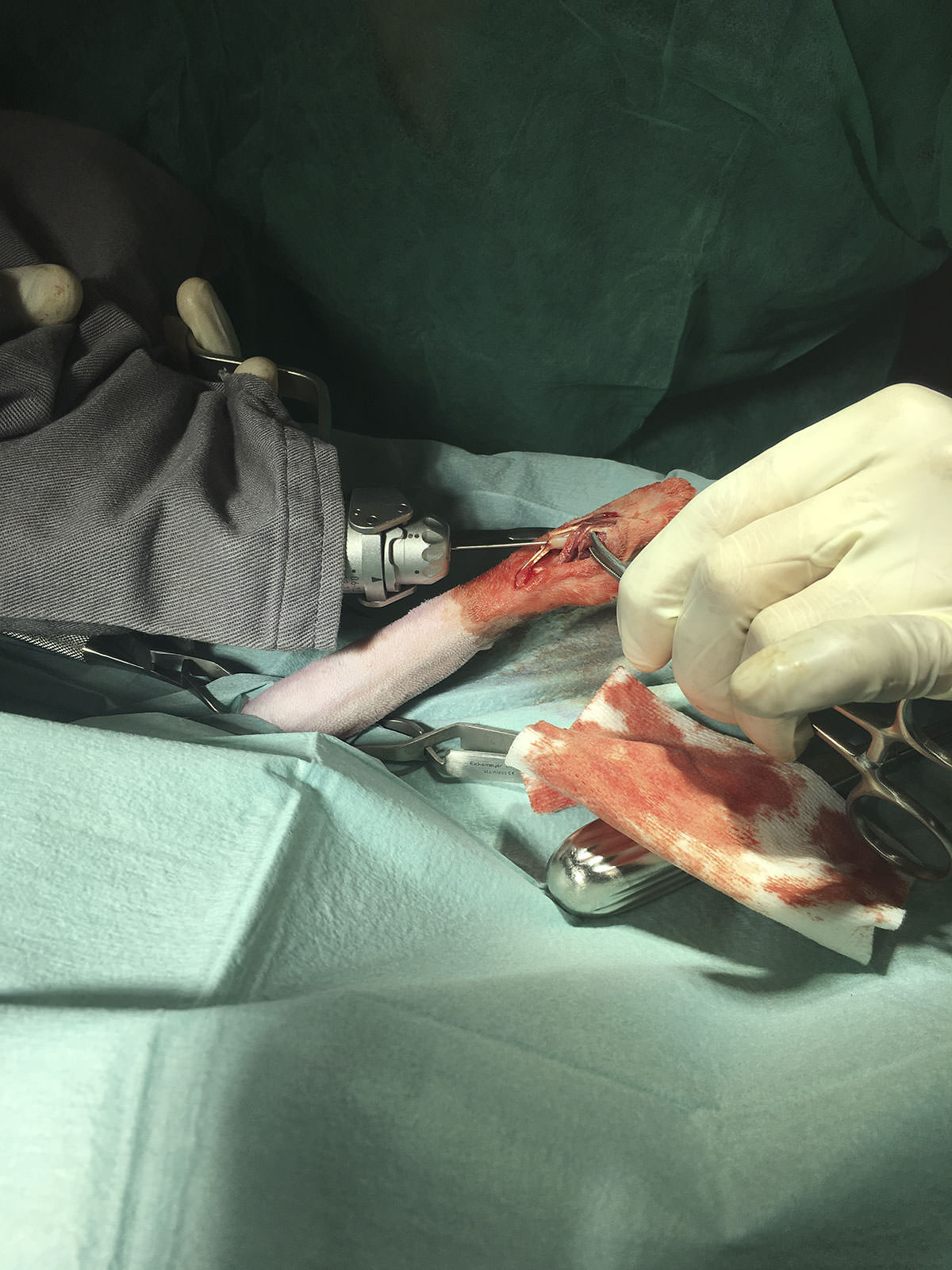 Traumatologia veterinaria Barcelona Traumatologia-veterinaria-barcelona