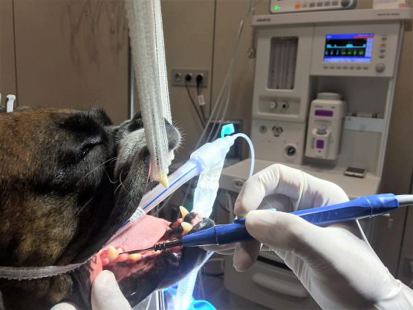 epulis perro cirugia veterinarios barcelona