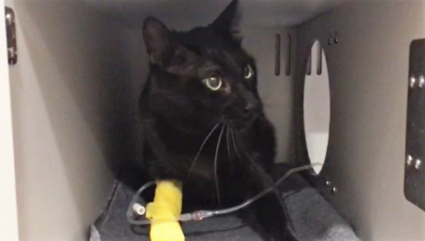 Intoxicación por permetrina en gatos | Caso clínico veterinario: Gato Sauron