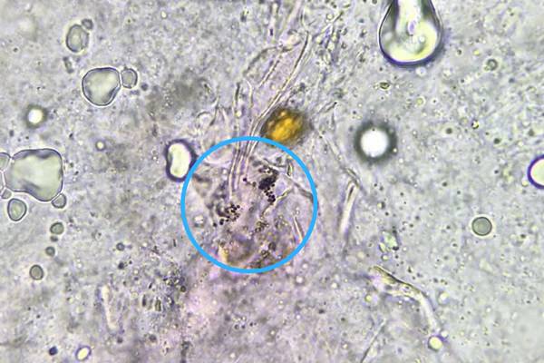 microscopio-camaleon-veterinario-exoticos