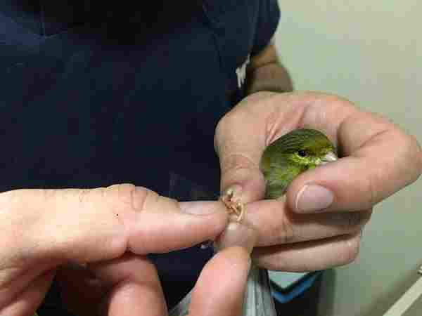 Pododermatitis en canarios: el caso clínico veterinario de Gallarre