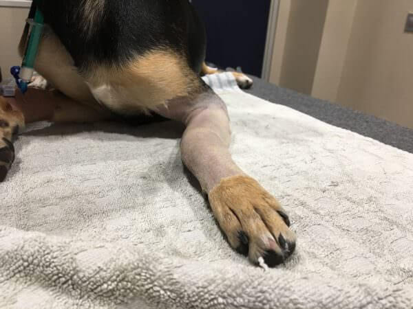 Fracturas en perros: el caso clínico veterinario de Querry
