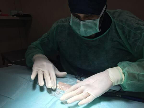 Cirugía veterinaria erizo
