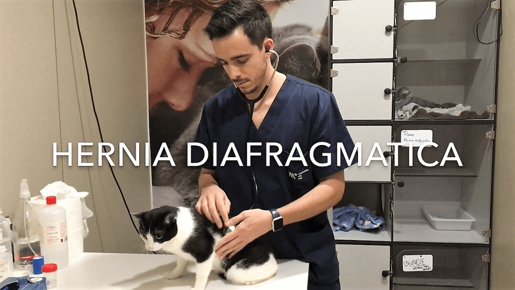 dificultad-respiratoria-en-gatos-veterinario-felinos-barcelona