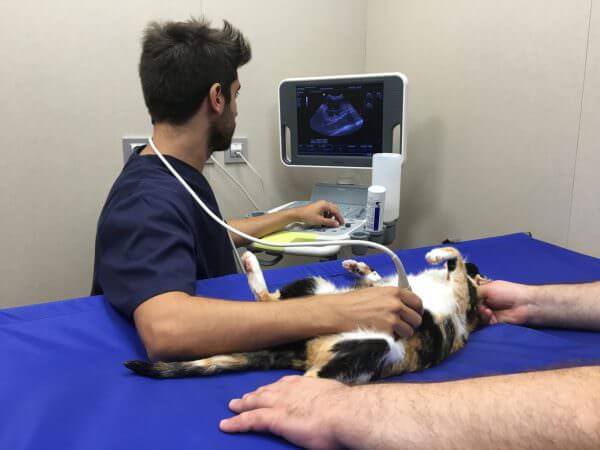 Medicina veterinaria felina Cat Friendly