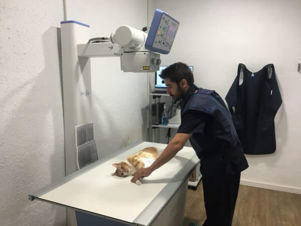 Radiografia gato