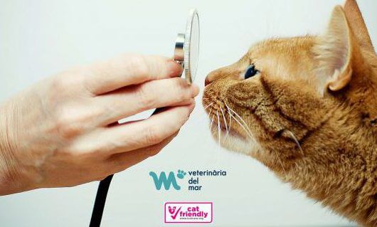 Veterinari gats Cat Friendly
