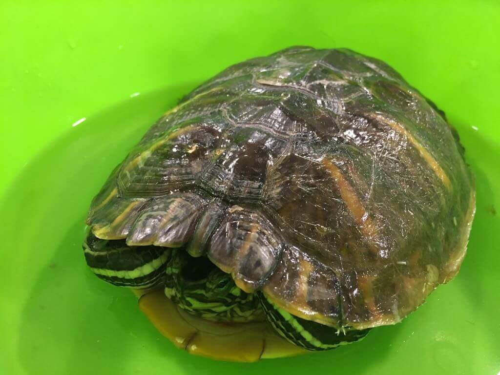 Tortuga con caparazón roto | Veterinario exóticos Barcelona