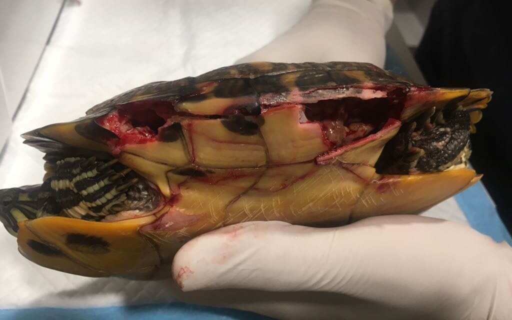 Tortuga con caparazón roto | Veterinario exóticos Barcelona