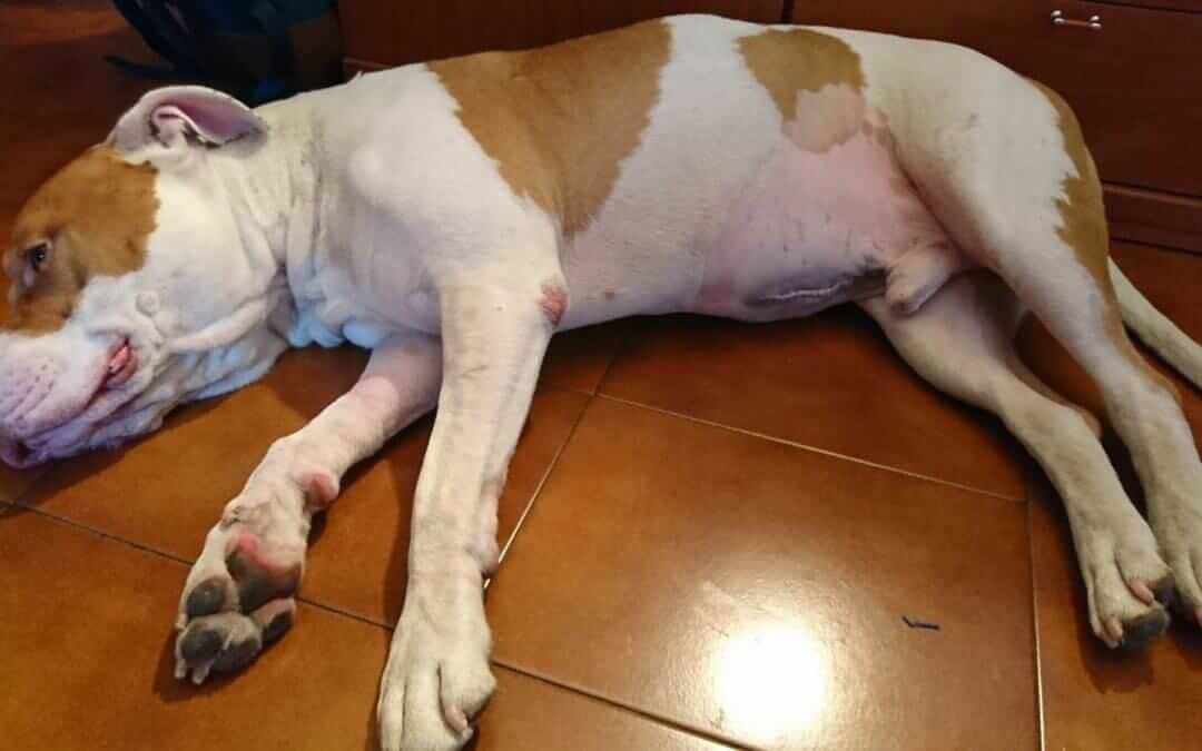 Cuerpo extraño gastrointestinal en perros | El caso del American Pitbull Brandy