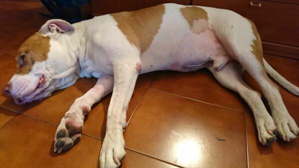 Cuerpo extraño gastrointestinal en perros | El caso del American Pitbull Brandy
