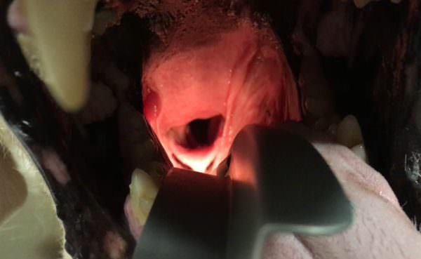 Parálisis laríngea en Golden Retriever | El caso clínico veterinario de Sake