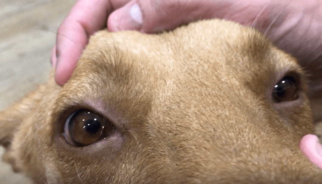 Urgencia veterinaria grave: Avulsión del plexo braquial