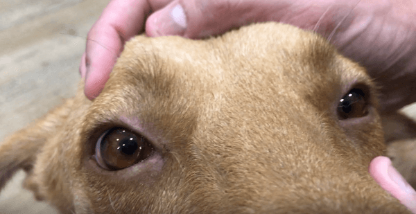 Urgencia veterinaria grave: Avulsión del plexo braquial