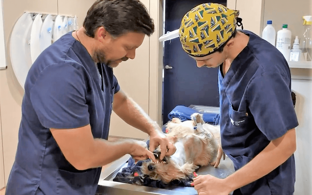Oncología veterinaria: el caso clínico de Nano