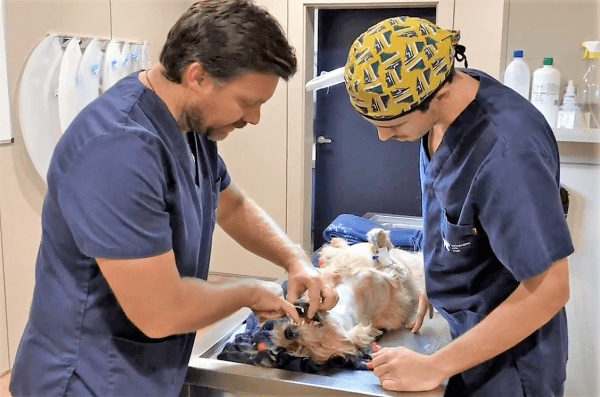 Oncología veterinaria: el caso clínico de Nano