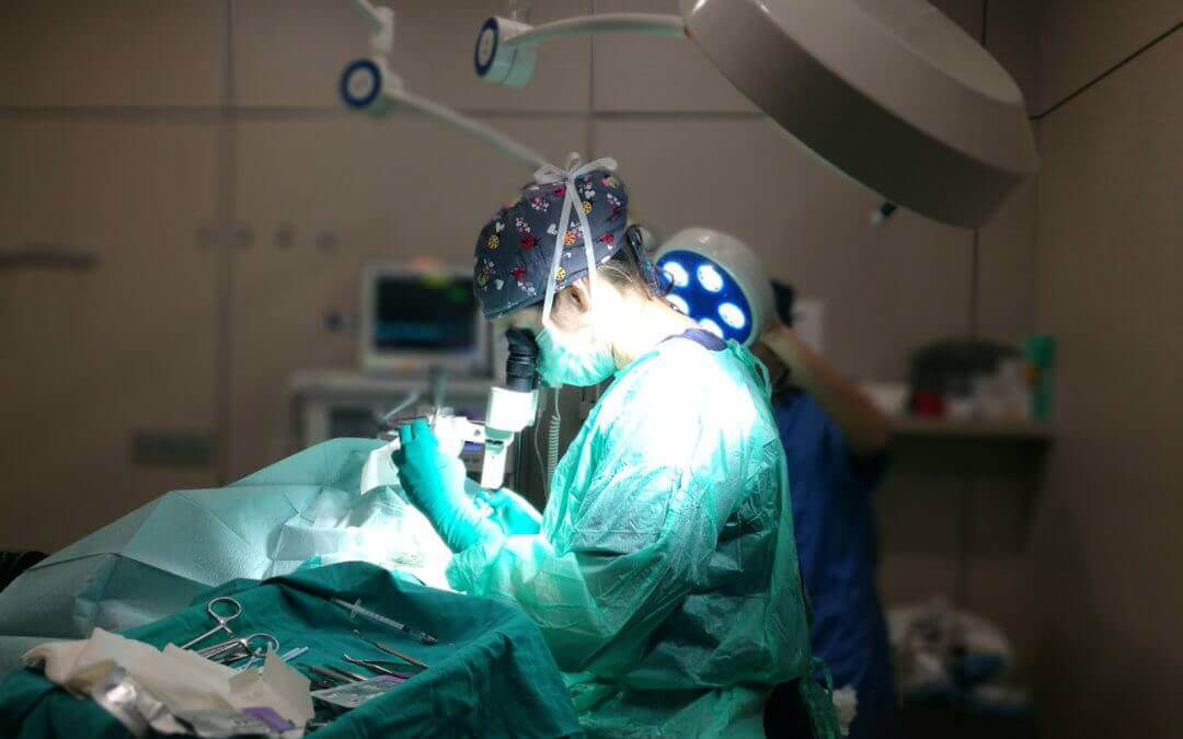 Segrest corneal a la gata Rosi