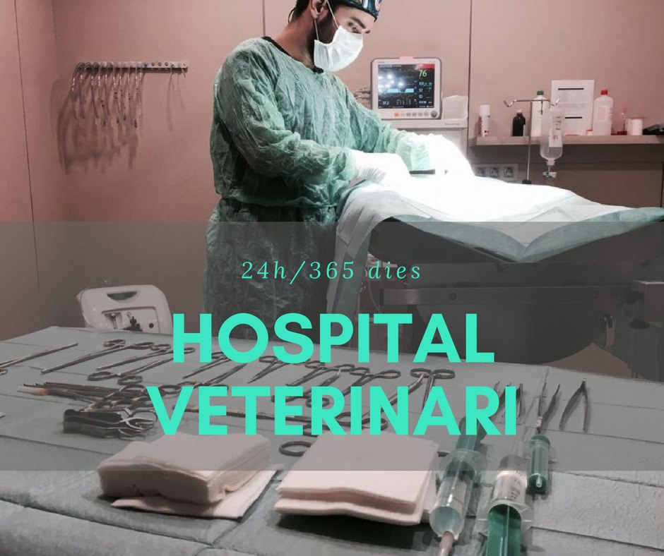 Hospital veterinari Barcelona hospital veterinari barcelona