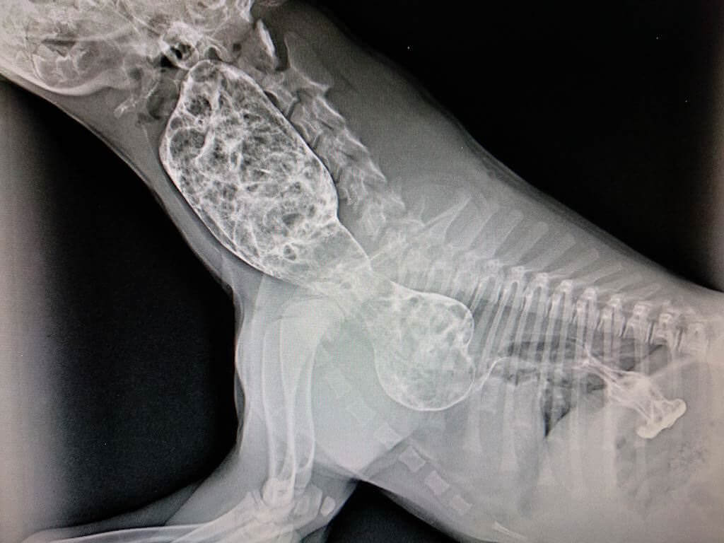 Radiografía persistencia arco aórtico cachorro perro
