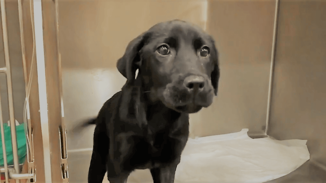 Persistencia del arco aórtico en cachorro de Labrador