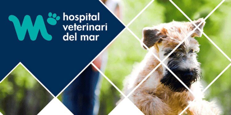 rehabilitacio-fisioterapia-veterinaria