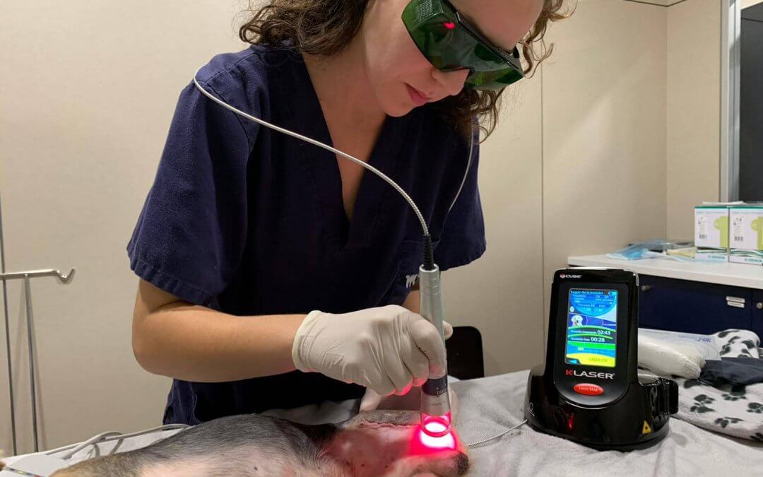 MEJORAMOS LA ÁREA DE FISIOTERÀPIA Y REHABILITACIÓN DEL HOSPITAL VETERINARI DEL MAR