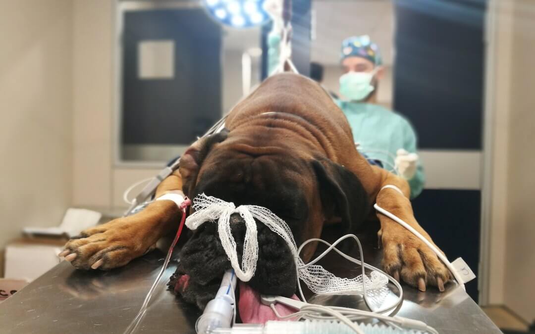 Hernia perineal en boxer