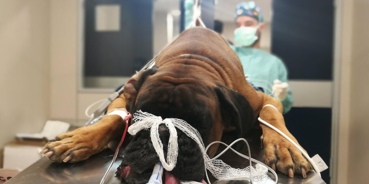 hernia-perineal-en-boxer-hospital-veterinario-del-mar