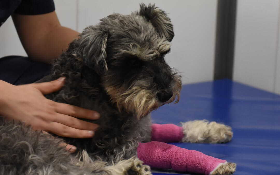 Rehabilitación y fisioteràpia post-quirúrgica