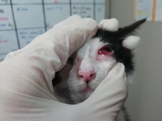 Buena suerte Lleno problema Conjuntivitis en gatitos | Hospital Veterinari del mar · Veterinarios 24h
