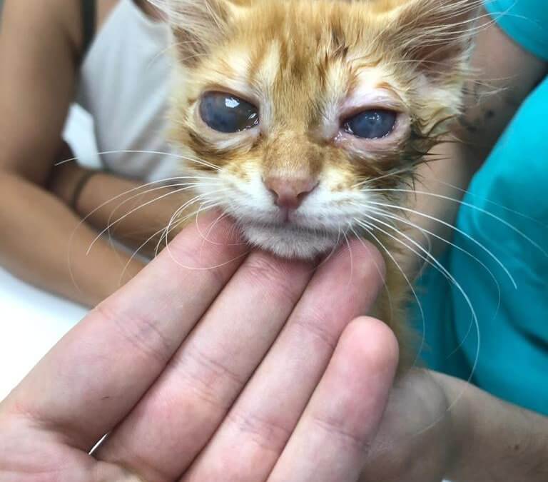 Conjuntivitis en gatitos