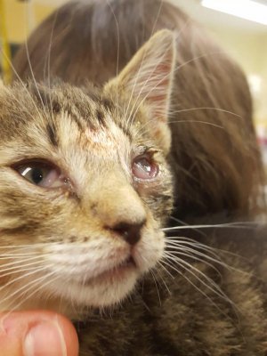 Buena suerte Lleno problema Conjuntivitis en gatitos | Hospital Veterinari del mar · Veterinarios 24h