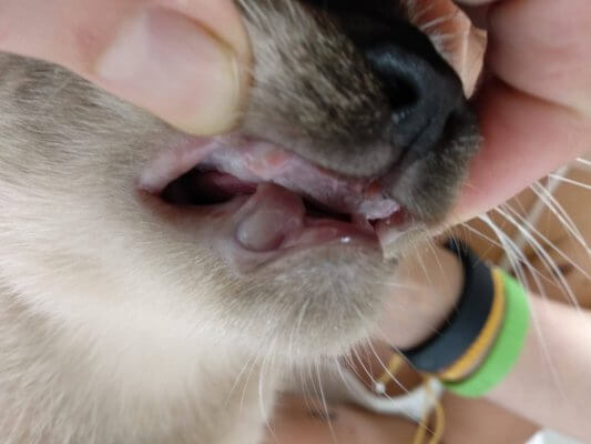 Exodoncia radical en una gata con gingivoestomatitis 