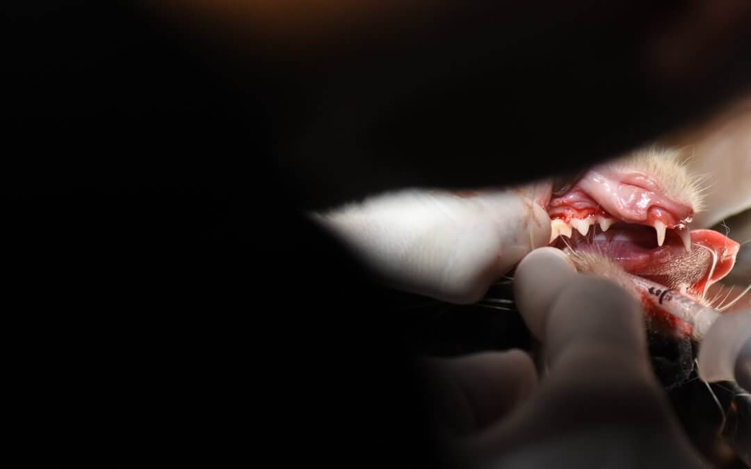 Exodoncia radical en una gata con gingivoestomatitis crónica