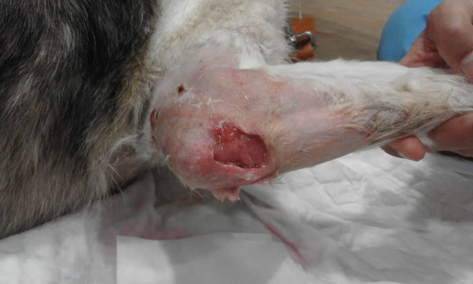 Leishmaniosis en perro | Hospital Veterinario del Mar