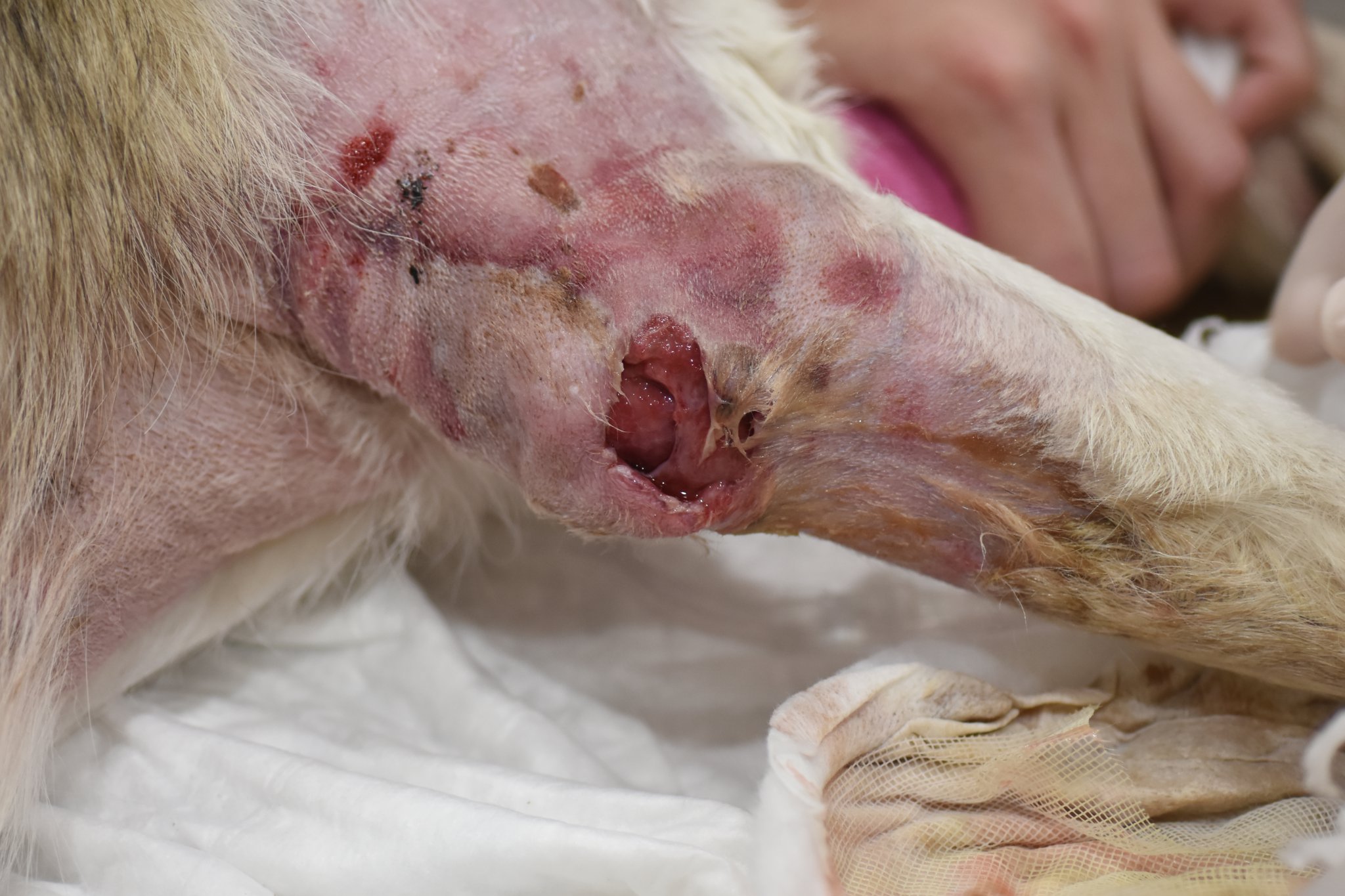 Leishmaniosis en perro | Hospital Veterinario del Mar