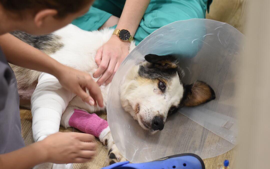 Leishmaniosis en perro