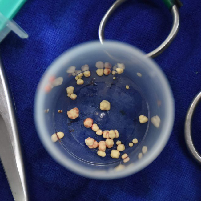 dificultad para orinar en el hospital de animales
