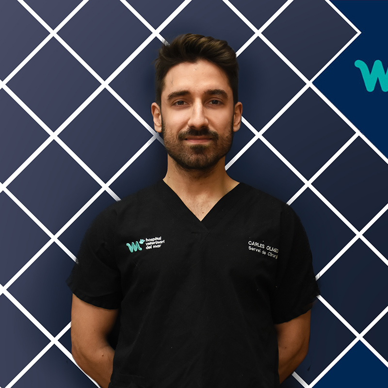 Cirugía Veterinaria y Mínima Invasión | Carles Olmedo | Hospital Veterinario del Mar