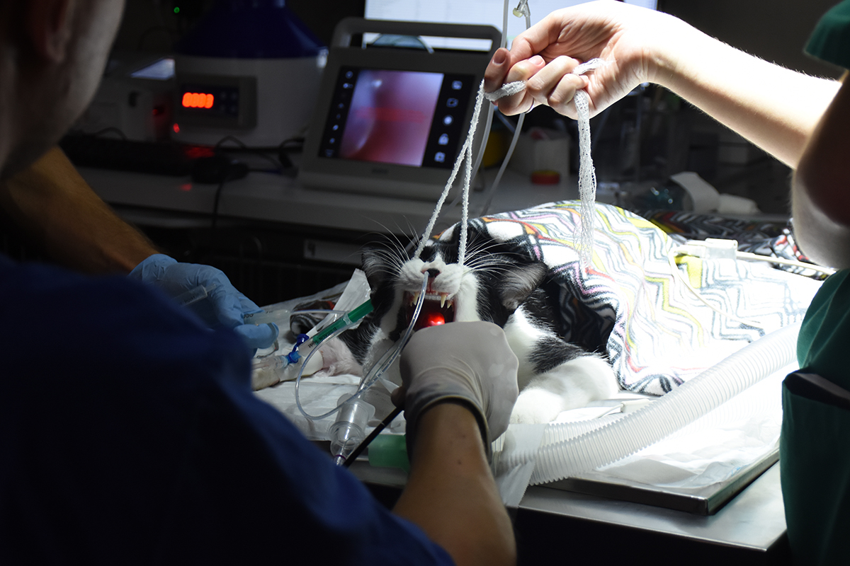 Minimally Invasive Veterinary Surgery Barcelona | Hospital Veterinario del Mar 