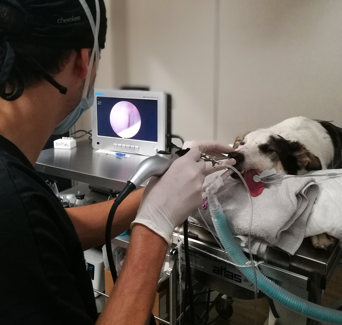 Cirurgia Veterinaria de mínima invasió | Cirugía veterinaria Barcelona |HV del Mar 
