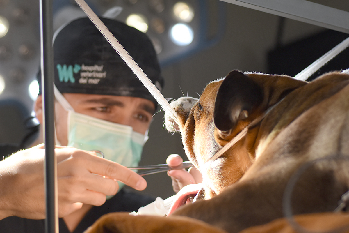 General Veterinary Surgery | Hospital Veterinario del Mar 