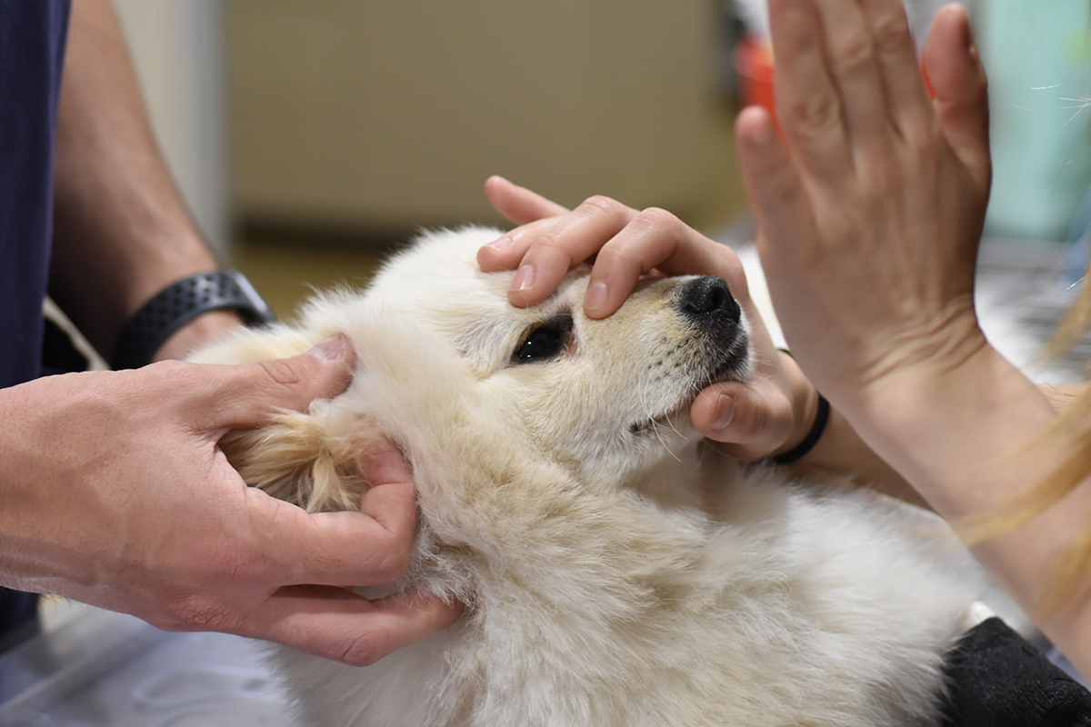 Veterinary Neurology Barcelona | Dogs Neurologist | Hospital Veterinario del Mar 