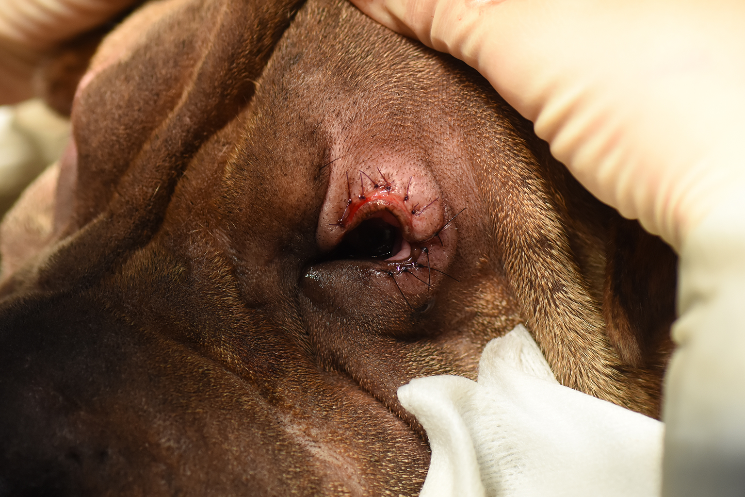 Dogs Veterinary Ophthalmology | Hospital Veterinario del Mar