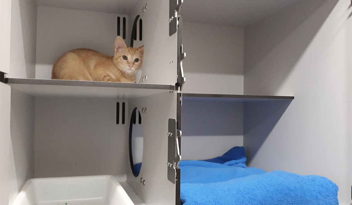 Hospitalización Gatos Cat Friendly | Hospital Veterinario del Mar 