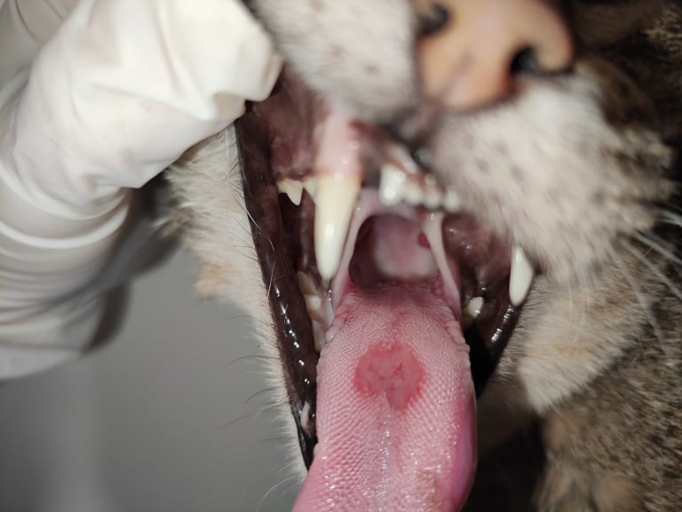 Calicivirus felino | Veterinari del mar · 24h